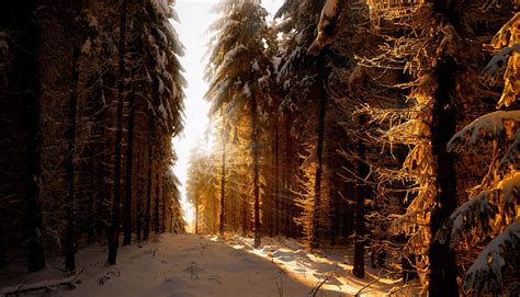 Beautiful Forest Watch Free Wide Photo Of A Beautiful Natural Scenery