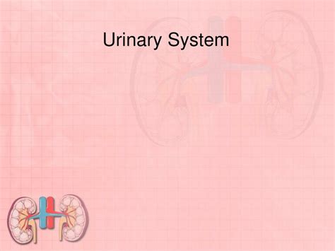 Ppt Urinary System Powerpoint Presentation Free Download Id394677