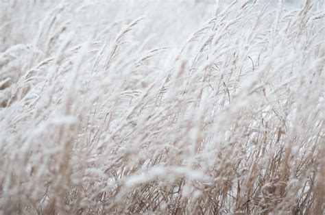 Photography Of White Grass Field Photo Free Grey Image On Unsplash In