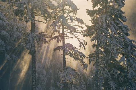 Free Images Tree Nature Forest Wilderness Branch Snow Cold