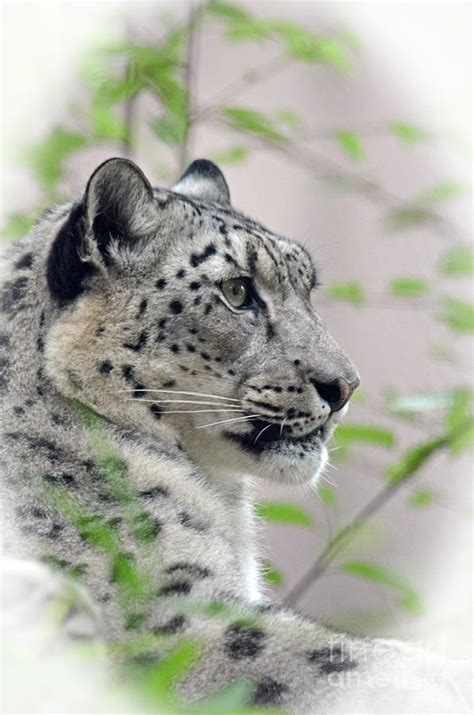 Portrait Of A Snow Leopard Photograph By Jim Fitzpatrick Pixels