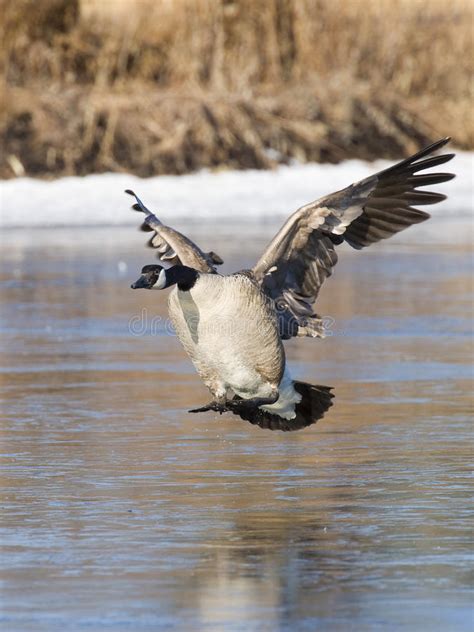 Canada Goose In Flight Stock Photo Image Of Goose Jersey 18641674