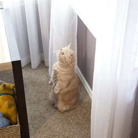 Adorable Cat Stands On Two Feet Like A Human Barnorama
