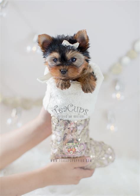 Contact us today if you have any questions about our breeders or puppies. Yorkshire Terriers Here! | Teacups, Puppies & Boutique