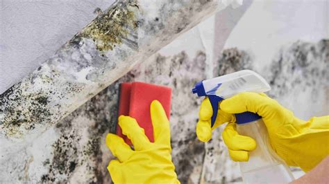 How Do You Remove Mold Mold Remediation San Diego 🥇