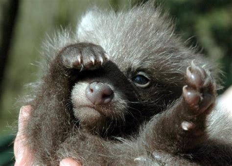 Baby Raccoon Dog Image Only