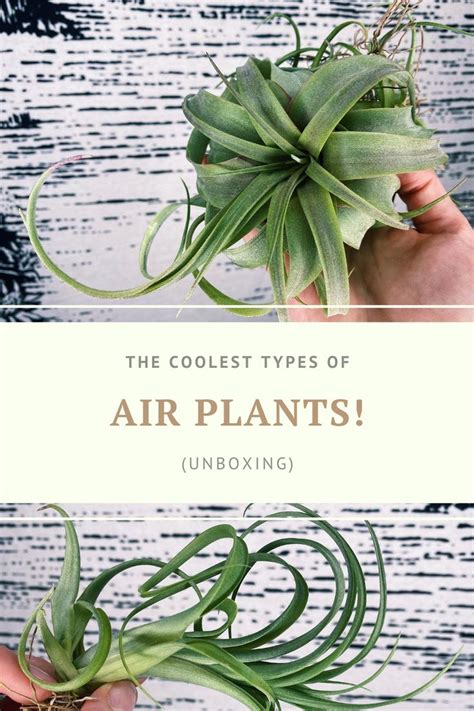 Coolest Types Of Air Plants Tillandsia Air Plants Types Of Air