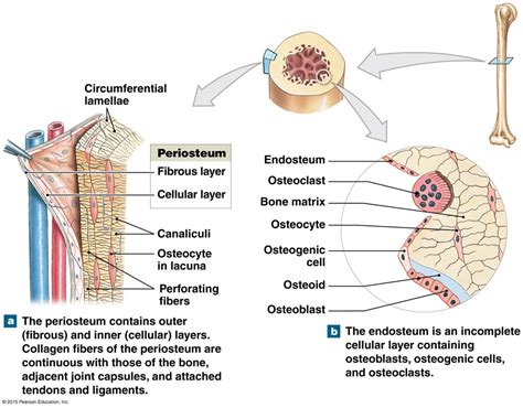The Periosteum And Endosteum Human Bones Anatomy Human Anatomy And