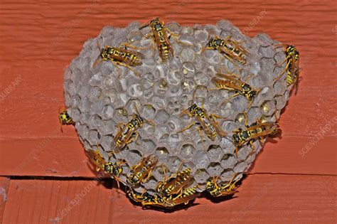 Hornets nests may jst be made out of dirt and mud, but they get heavy. European Paper Wasps at nest - Stock Image - C006/3076 - Science Photo Library