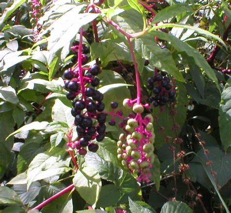 Sweetiepidesigns Poisonous Berries In Michigan
