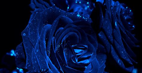 Free Download Blue Rose Wallpapers Hd Free Download 2640x1359 For