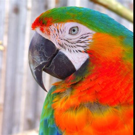 Technicolor Parrot Yay Parrot Bird Animals Parrot Bird Animales
