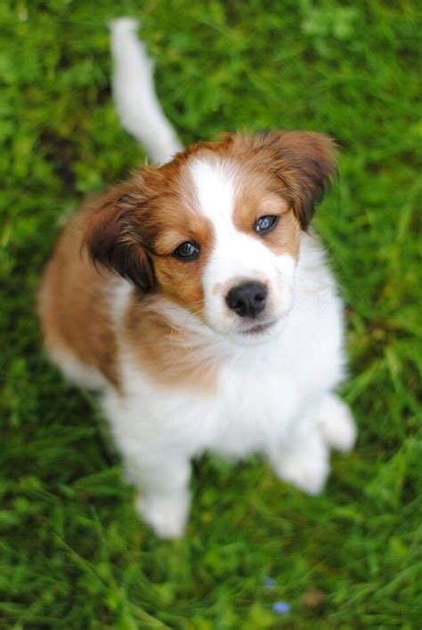 Datum der publikation des gültigen offiziellen standards: Kooikerhondje Welpen Kaufen