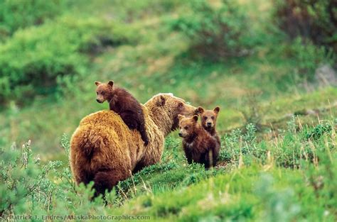 Sow Grizzly Bear With Cub On Back