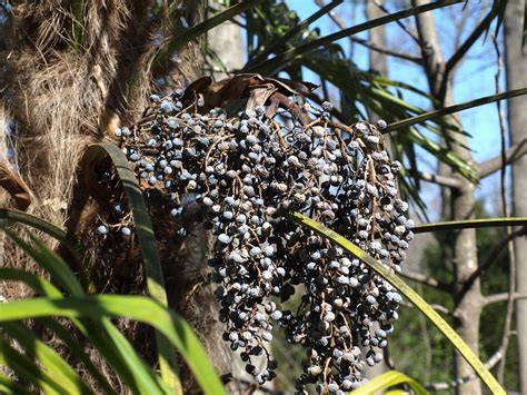 The foxtail palm's fruit is toxic to us and the every part of the sago palm is it was not common knowledge that this is type of palm tree fruit for many folks coming from. Sabal palmetto fruit klr | Clemson Extension Home & Garden ...