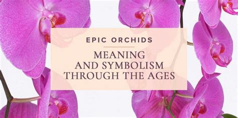 With Inspiring Symbolism And A Rich History To Match Orchids Have Evolved From Building