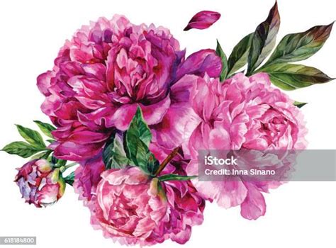 Watercolor Bouquet Of Pink Peonies Stock Illustration Download Image
