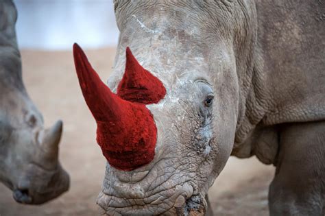 Fight Rhino Poaching Support Askari Game Lodge Who Injected The Rhino Horns With A Toxin And