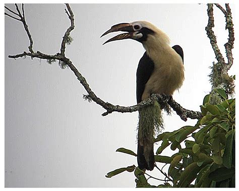 Mindanao Tarictic Hornbill Birding