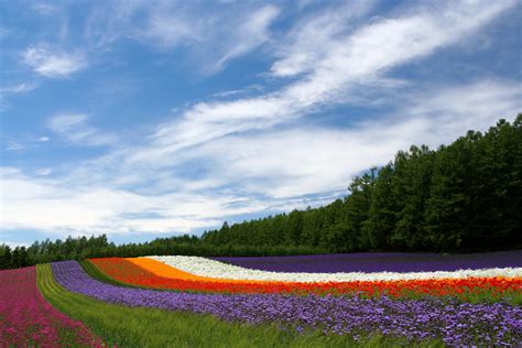 Farm Tomita Furano Lavender Fields Pop Japan