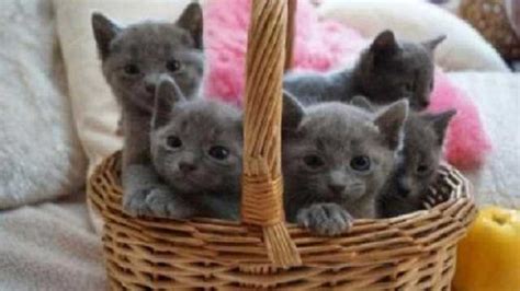 This is to help prevent children from rushing out and startling them. M F Russian Blue Kittens For Sale FOR SALE ADOPTION from ...