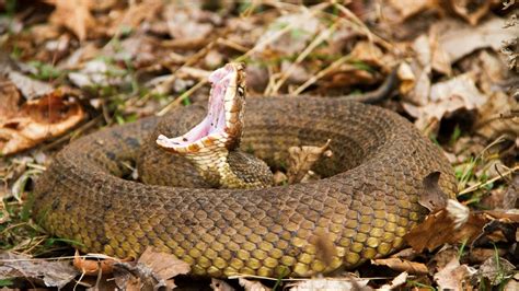 Hiss Here Are The Four Venomous Snakes Of Tennessee