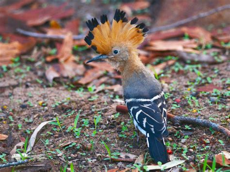 Madagascar Hoopoe Ebird