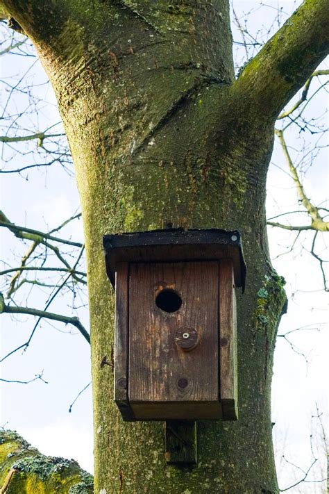 Bird House On A Tree Free Photo Download Freeimages