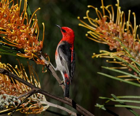 Scarlet Honeyeater Birdforum