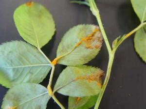 Rust photo by howard f. Rust on the leaves of roses than to treat. Why rust rose ...