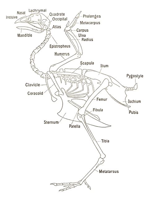 Skeletal System Poultry Hub Australia