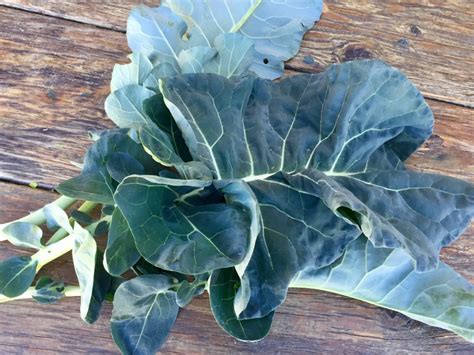 Broccoli Leaves May Become Your Primary Harvest Garden Variety Life