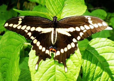 Giant Swallowtail Butterfly Beverly Haley Blandford Nature Center