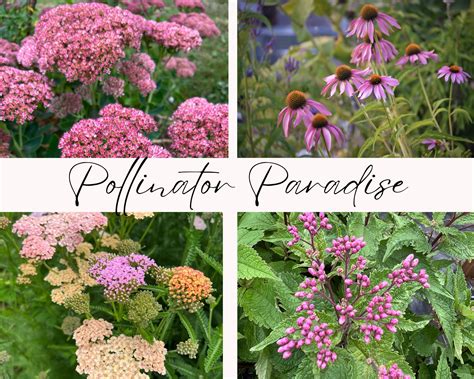 Pollinator Paradise Collection - Sublime Gardens