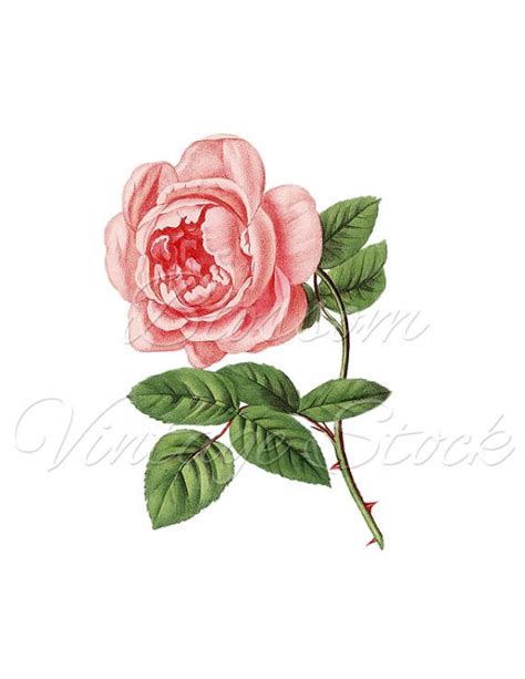 Vintage Flower Pink Rose Print Wall Art Graphic Download Printable