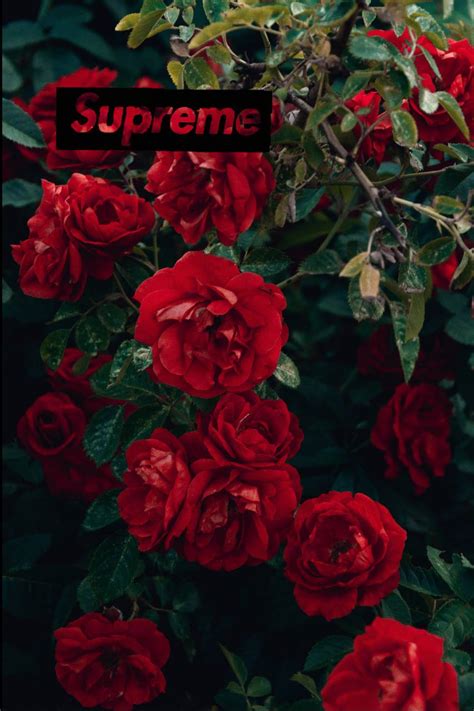 Roses On Supreme Logo Wallpapers Wallpaper Cave