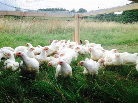 Why Pasture Raised Chickens Need Grain Farm2fork