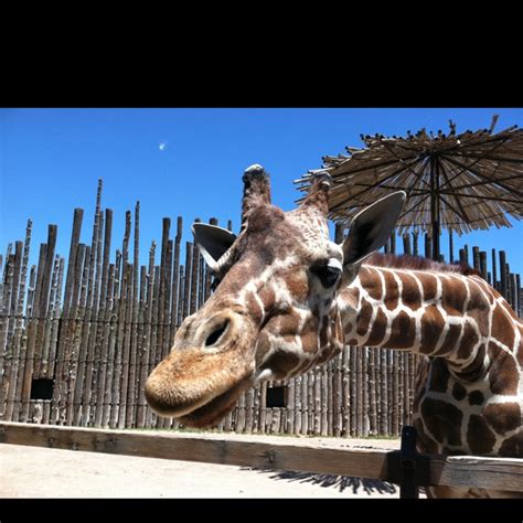 Giraffe Waiting For A Treat Abq Biopark Giraffe Animals