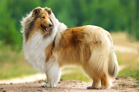 Rough Collie Info Temperament Lifespan Puppies Pictures