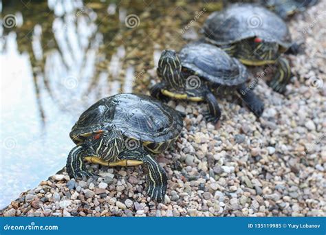 Red Eared Water Turtles Sitting In A Row On The Shore Of The Pond
