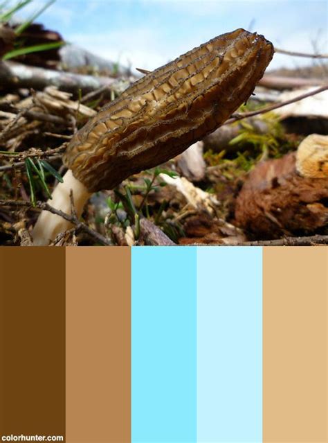Morchella Importuna Color Palette | Color palette, Color schemes, Color
