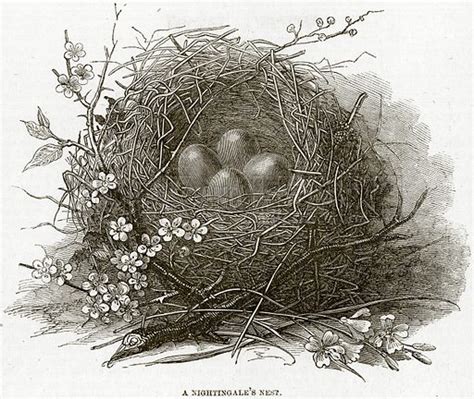 A Nightingales Nest Stock Image Look And Learn