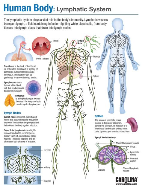 Human Body Lymphatic System Carolina Biological Supply