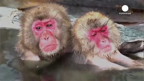 Monkey Spa 90 Monkeys Relax In Hot Bath Japan Youtube