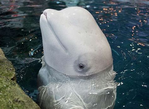 beluga whale living at mystic aquarium dies