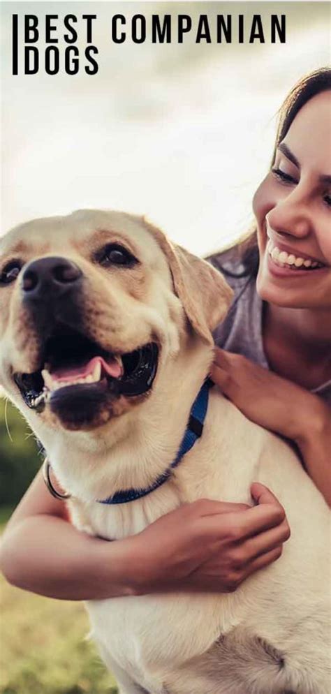 Best Companion Dogs For Singles, Families and Seniors