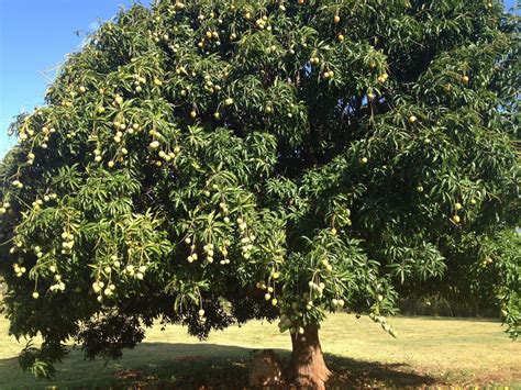Mango tree full of fruits clip art. Alfanso Mango Tree Wallpapers Full HD - Wallpaper Cave