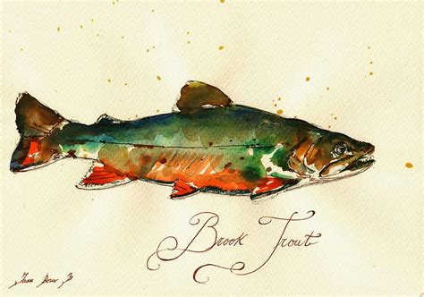 Watercolor Fish Fly Fishing Art Trout Art