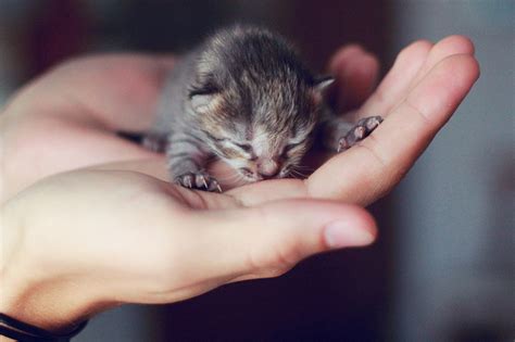 Cute Kitten Pictures Tiny Worlds Cutest Kitten Novocom Top Feel
