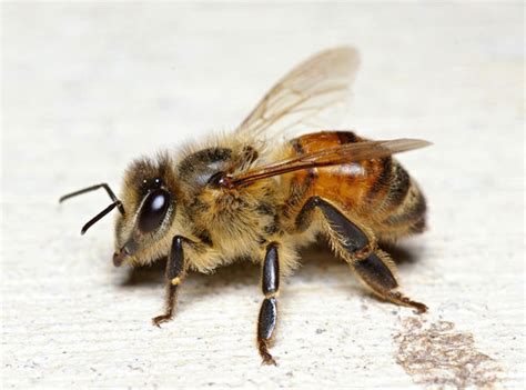 Honey Bee Apis Mellifera